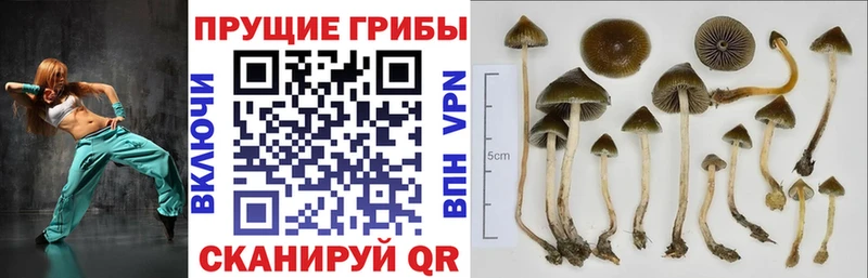 где продают наркотики  дарк нет формула  Галлюциногенные грибы мухоморы  Пойковский 